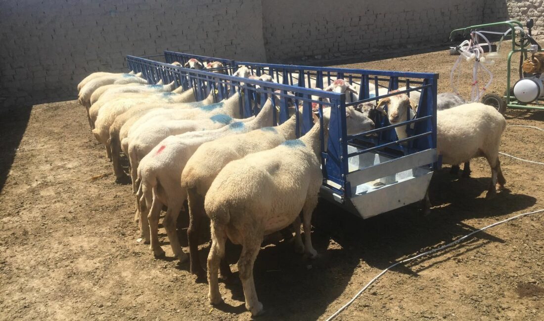 Bursa’da aşı ve yem desteği başvuruları başladı Bursa Büyükşehir Belediyesinin küçükbaş hayvan üreticilerine yönelik için aşı ve
