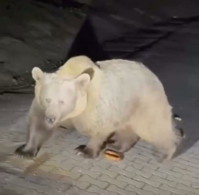 Bursa Uludağ’a ayıları görmek için çıkan vatandaş, ayıları yakından izlemek