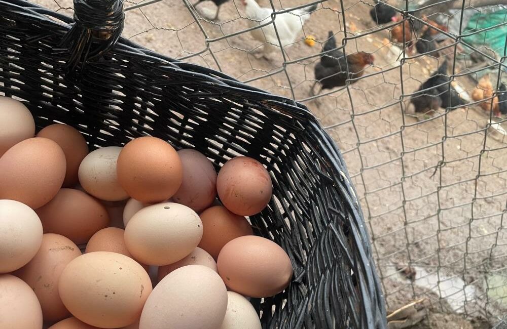 Yumurta üreticisi okulları bekliyor Talebin azaldığı dönemde marketlerde fiyatı 100 liraya kadar düşen yumurtanın