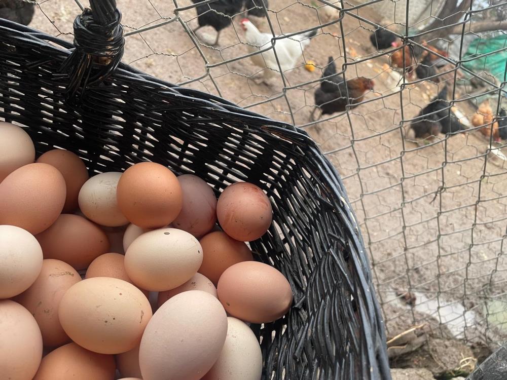 Talebin azaldığı dönemde marketlerde fiyatı 100 liraya kadar düşen yumurtanın