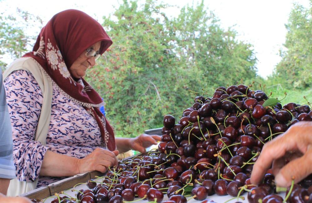 Yaş meyve ve sebze ihracatçıları, Avrupa pazarındaki rekabetçiliği tekrar kazanmak