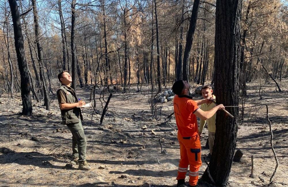 Bursa'nın Orhaneli ve Harmancık ilçelerinde yangın sonucu küle dönen yüzlerce