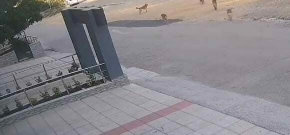 Bursa’da sokak ortasında iki kişi, sahipsiz köpeklerin saldırısına uğradı. Saldırıdan