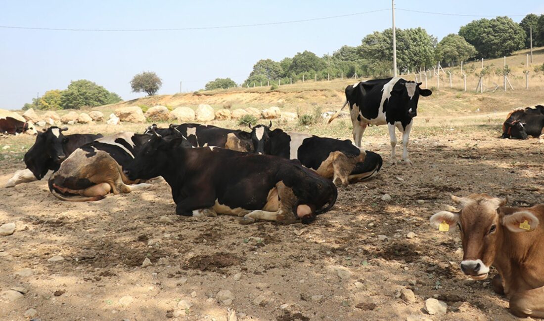 Tarım ve Orman Bakanlığı, şap hastalığı kaynaklı hayvan hareketlerinin kısıtlandığı