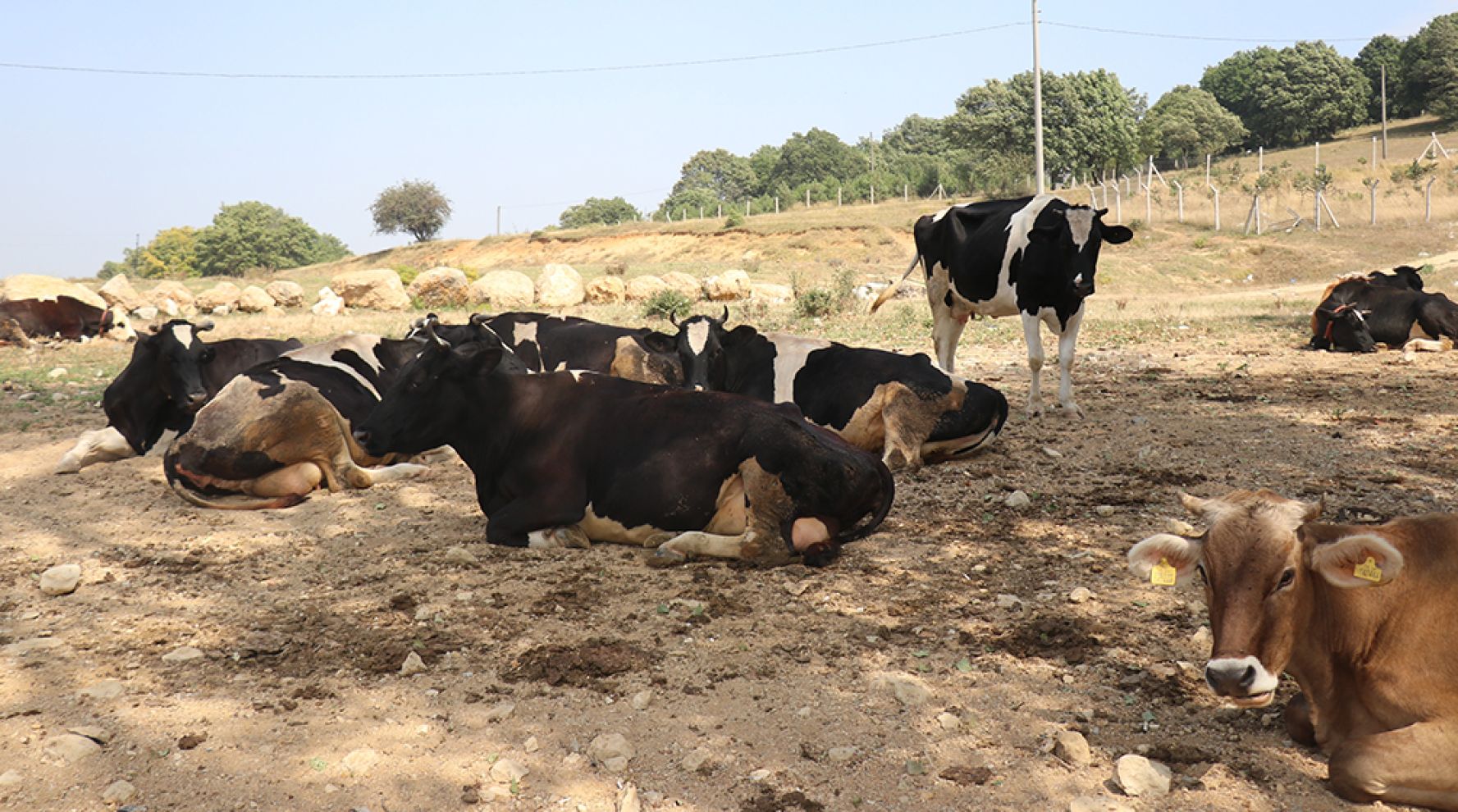 Tarım ve Orman Bakanlığı, şap hastalığı kaynaklı hayvan hareketlerinin kısıtlandığı