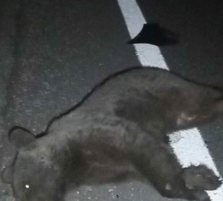 Bursa’nın İnegöl ilçesinde, otomobilin çarptığı yavru ayı telef oldu. Kaza