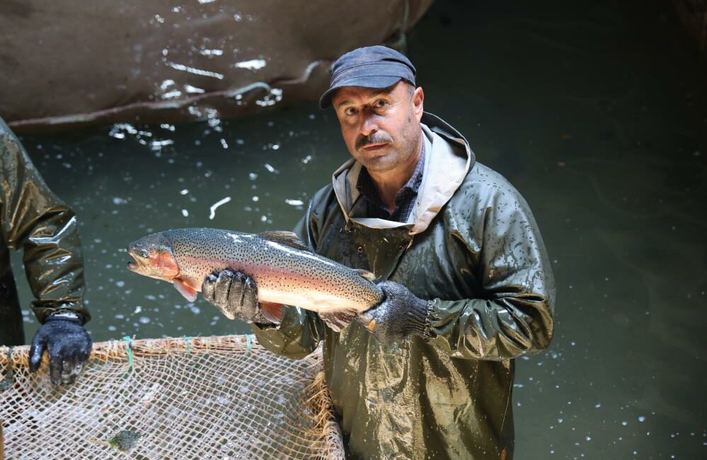 Tatlı suda yetiştirilen alabalıkların tuzlu suya alındıktan sonra 3,5-4 kilogram