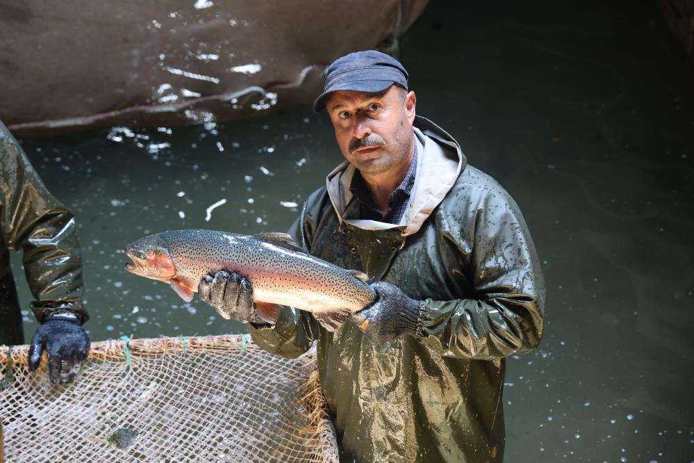 Tatlı suda yetiştirilen alabalıkların tuzlu suya alındıktan sonra 3,5-4 kilogram