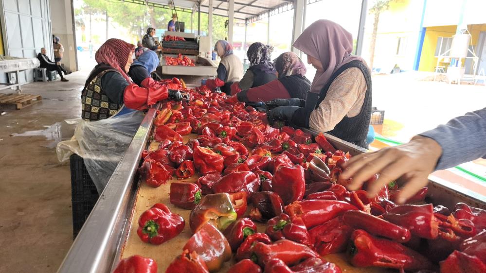 Bursa'nın İnegöl ilçesinde çalışanların yüzde 90'ının kadınlardan oluştuğu Kulaca'daki tesislerde
