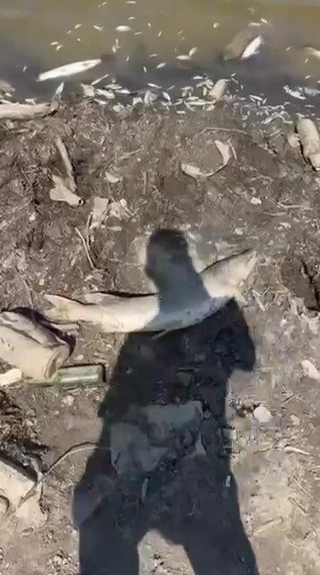 Bursa’nın Mudanya ilçesinde kuraklık sebebiyle sulama göleti kurudu. Suların çekilmesiyle