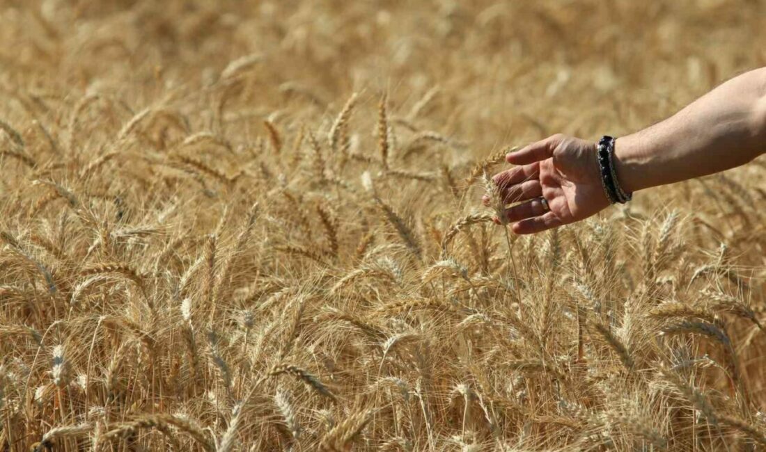 Uluslararası Hububat Konseyine (IGC) göre, 2025 / 2026 sezonunda, dünya