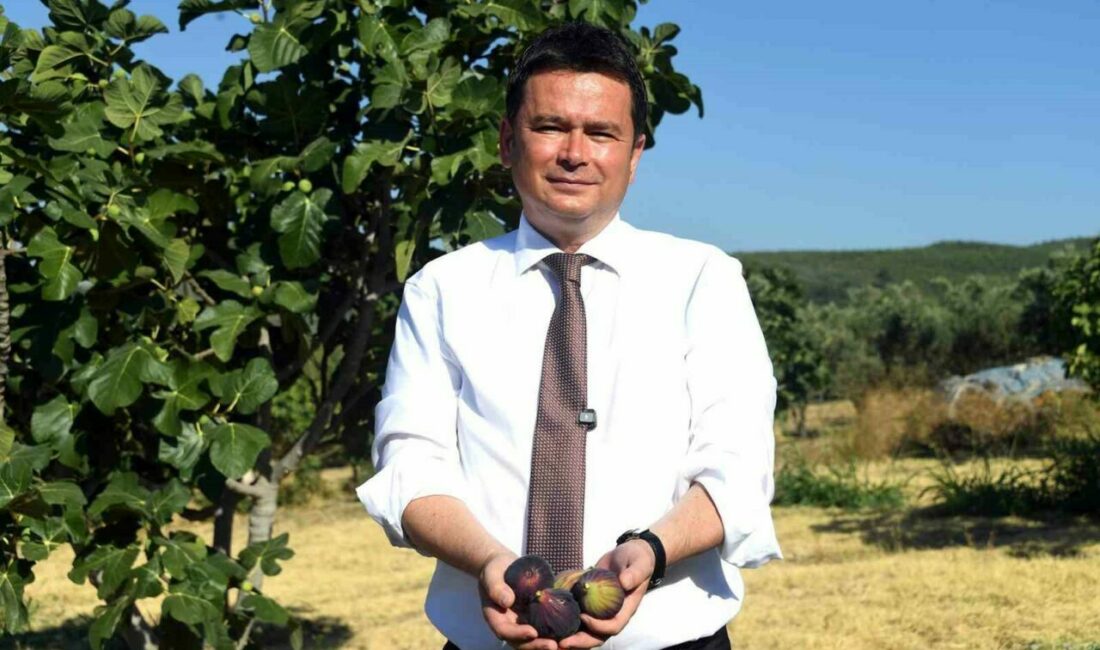 Bursa’yı dünya incir üretiminde zirveye taşıyan siyah incir, Osmangazi’de coşkulu