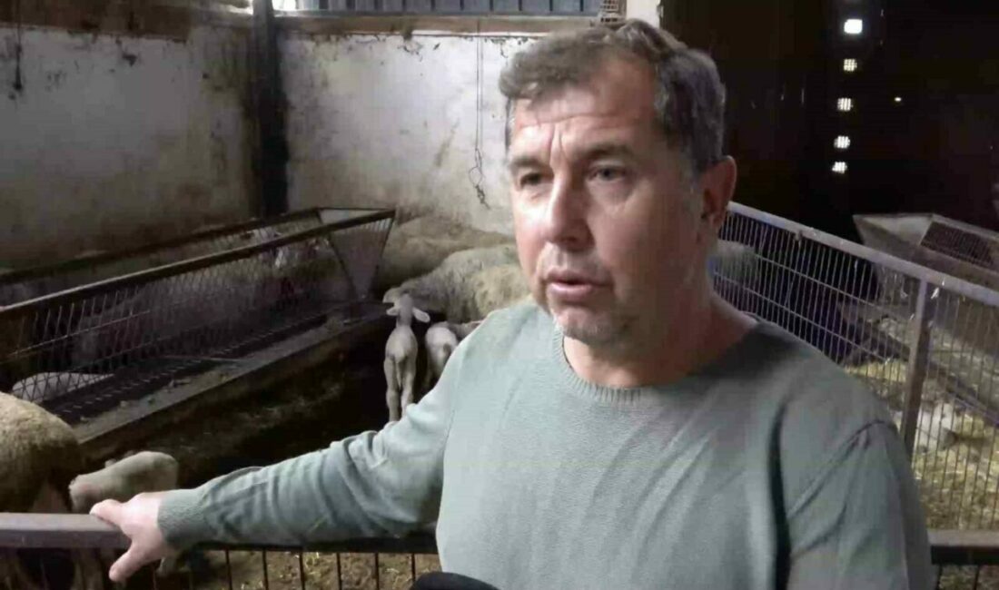 Annesi ve kardeşleri ölen kuzunun yürek burkan hikayesi Bursa’nın Yenişehir ilçesinde şap hastalığı nedeniyle annesi ve kardeşleri ölen kuzunun