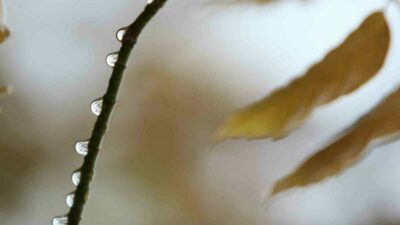 Bursa’da barajları besleyen havzaya, tarımsal üretimin önde geldiği ilçelere, ormanlara