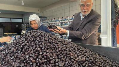 Türkiye’de 2025-2026 sezonunda tahmin edilen 740 bin ton sofralık zeytin