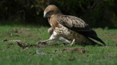Bursa’da, yılanı pençeleriyle yakalayan kartalın gövde gösterisi objektiflere böyle yansıdı.