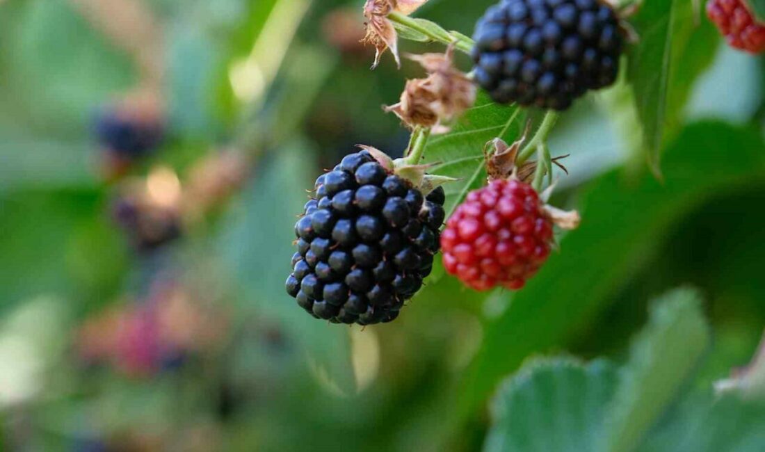 Bursa Büyükşehir Belediyesinin kırsal kalkınmayı desteklemek amacıyla başlattığı fide ve fidan