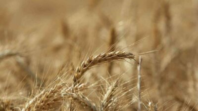 Uluslararası Hububat Konseyi (IGC), küresel tahıl üretiminin geçen sezona göre 105 milyon tonluk