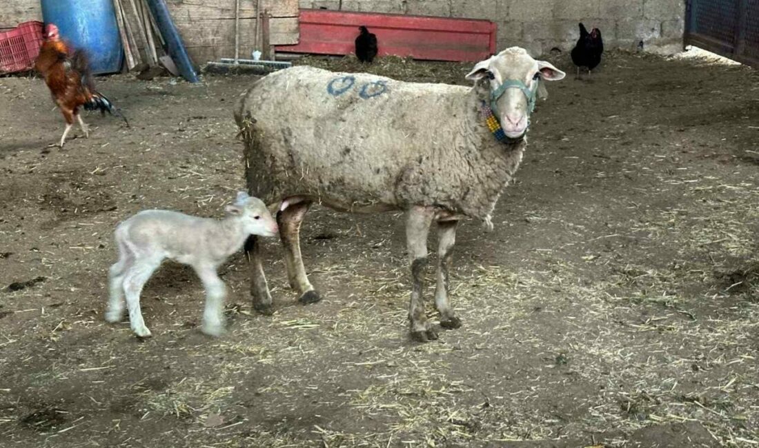 Bursa Uludağ Üniversitesi Veteriner Fakültesi İç Hastalıkları Ana Bilim Dalı