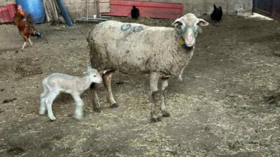Bursa Uludağ Üniversitesi Veteriner Fakültesi İç Hastalıkları Ana Bilim Dalı