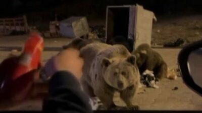 Bursa’da kış uykusuna yatmayan ayılar, Uludağ’da yerleşim yerlerine inerek çöp