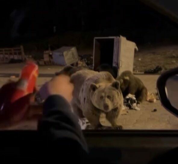 Bursa’da kış uykusuna yatmayan ayılar, Uludağ’da yerleşim yerlerine inerek çöp