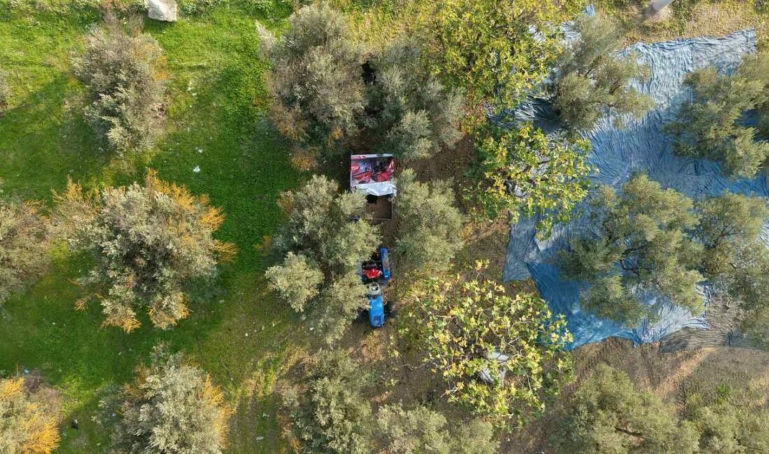 Bursa ve ilçelerinde zeytin hasadı başladı. Çiftçiler sabahın ilk ışıklarıyla