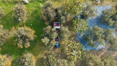 Bursa ve ilçelerinde zeytin hasadı başladı. Çiftçiler sabahın ilk ışıklarıyla