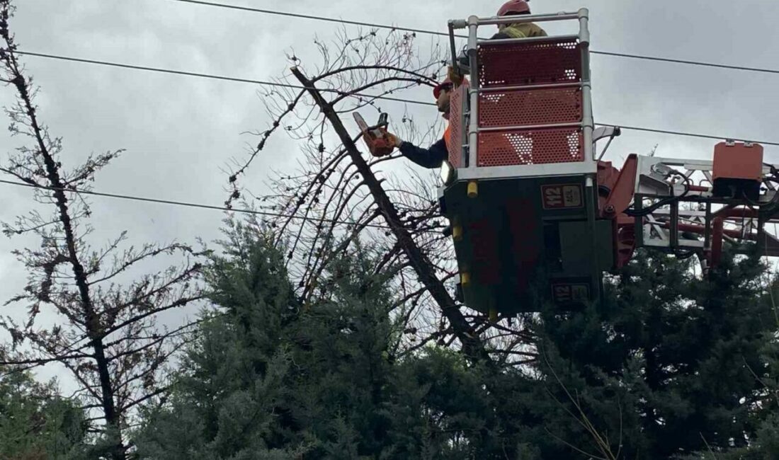 Bursa’nın Mudanya ilçesinde etkili olan şiddetli lodos nedeniyle bir ağaç