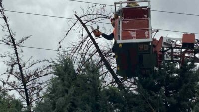 Bursa’nın Mudanya ilçesinde etkili olan şiddetli lodos nedeniyle bir ağaç