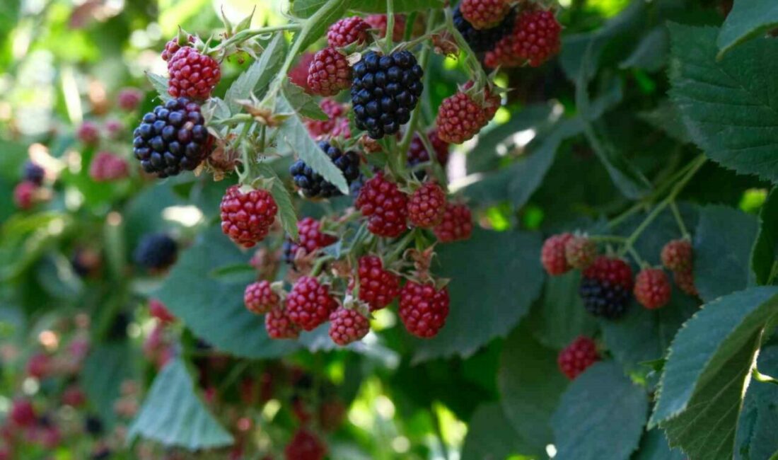 Kestel Belediye Başkanı Ferhat Erol, Uludağ eteklerindeki köylerde ahududu ve